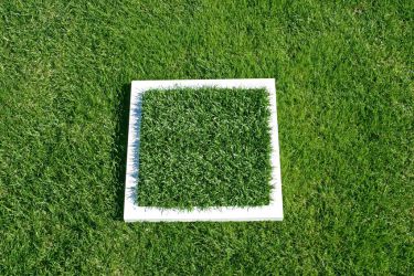 OUR MG 2000 LAYING ON REAL PLUSH KENTUCKY BLUE GRASS