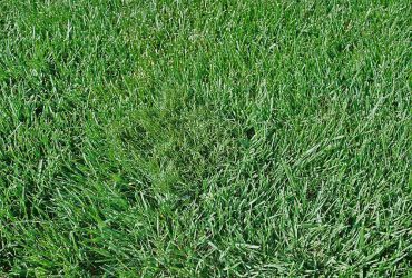 Our Rye 50 inserted into the middle of  "Real Rye Grass"  It doesn't get more real than this!