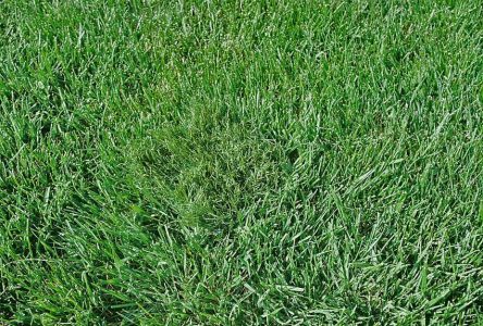 Our Rye 50 inserted into the middle of "Real Rye Grass" It doesn't get more real than this!