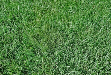 Our Rye 50 inserted into the middle of "Real Rye Grass" It doesn't get more real than this!
