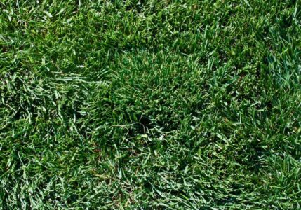 OUR ULTRA-SOD 60 LAYING ON REAL CALIFORNIA SUPERSOD GRASS