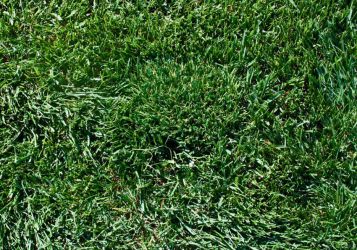 OUR ULTRA-SOD 60 LAYING ON REAL CALIFORNIA SUPERSOD GRASS