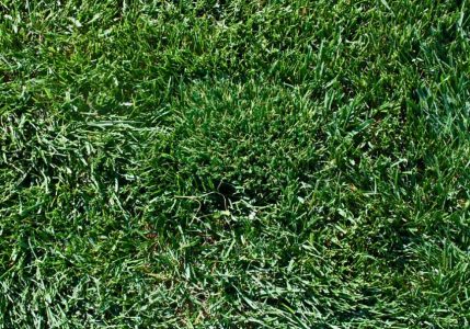 OUR ULTRA-SOD 60 LAYING ON REAL CALIFORNIA SUPERSOD GRASS
